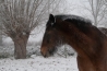 Snowhorse.jpg